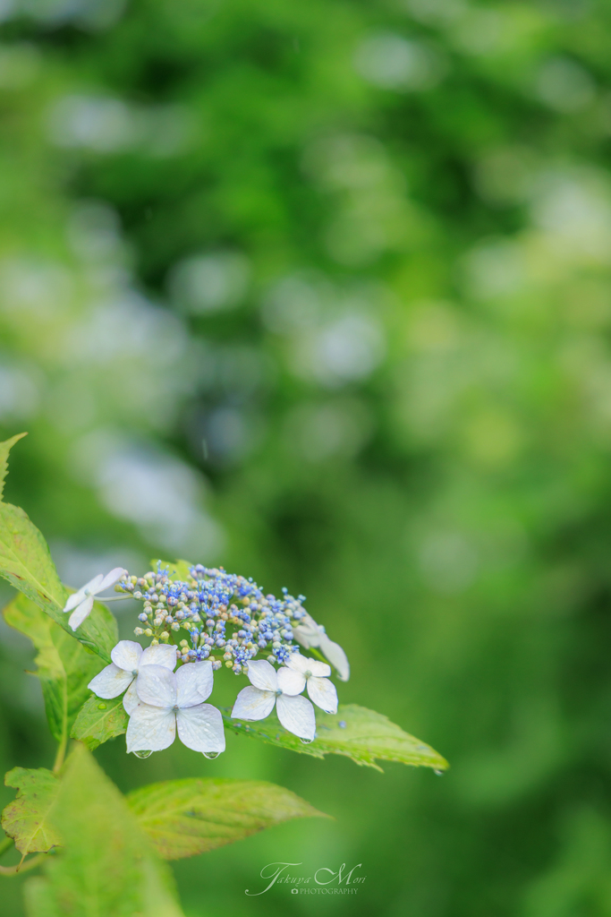 雨の花