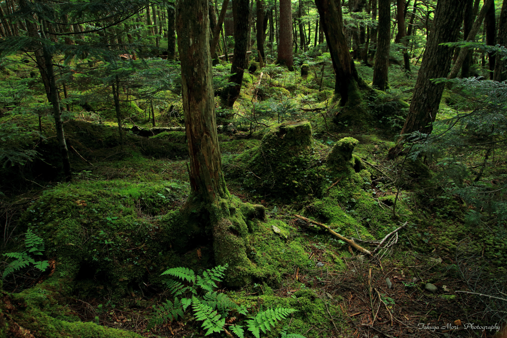 FOREST