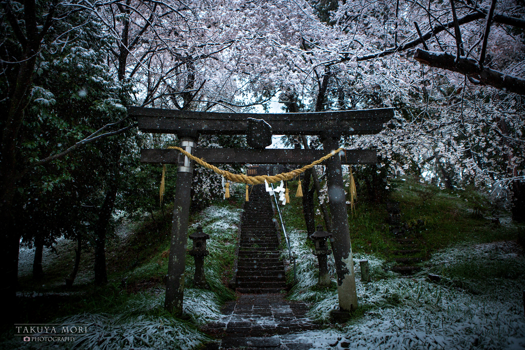 桜咲き雪は散る