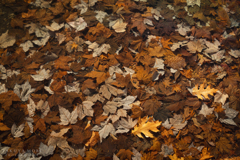 結氷の中に眠る