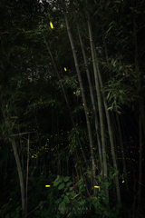 静闇動光