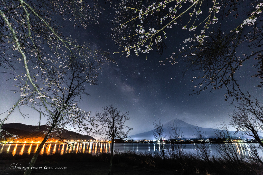 星になった桜たち