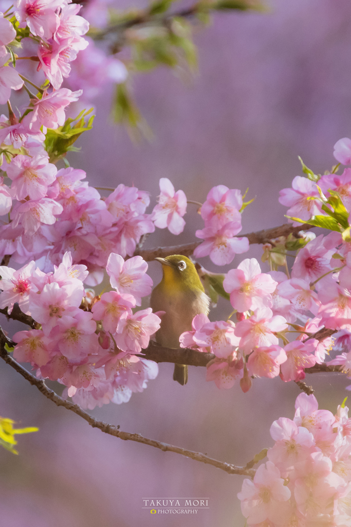 春の日