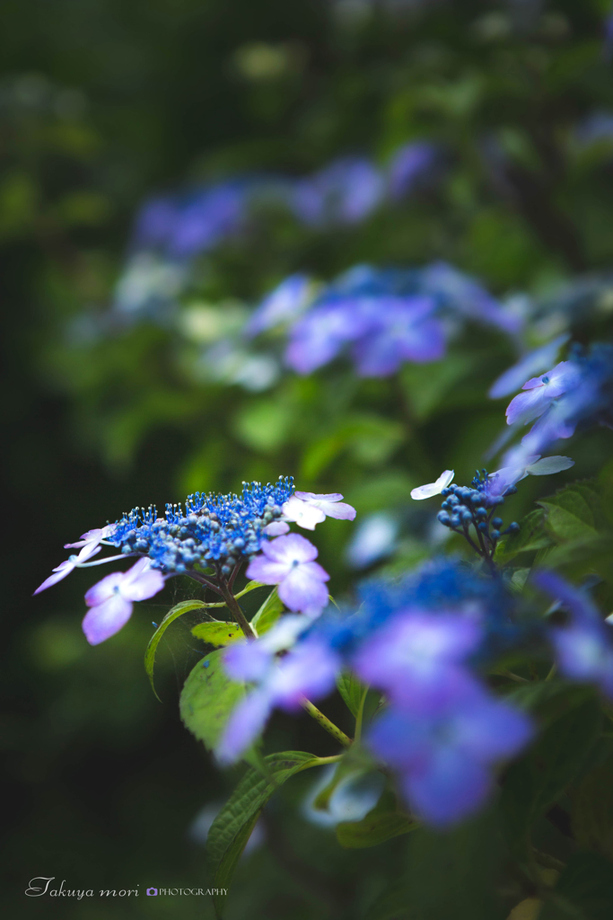 梅雨の華