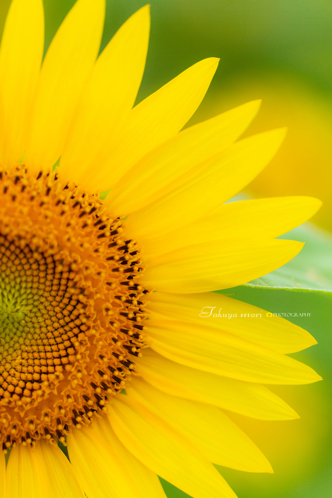 太陽の花