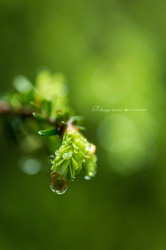 雨雫