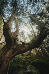 森の巨人
