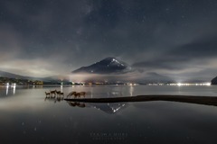 夏の夜に鹿の群れ
