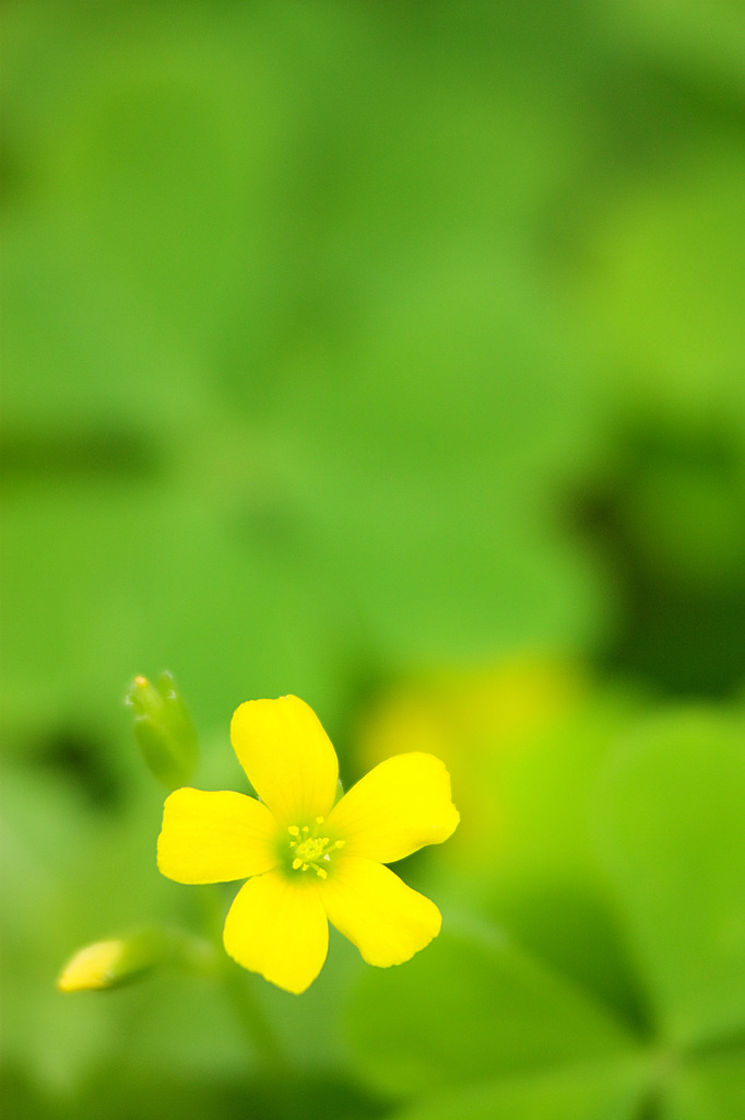 クローバーの花