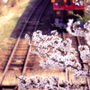 季節は桜