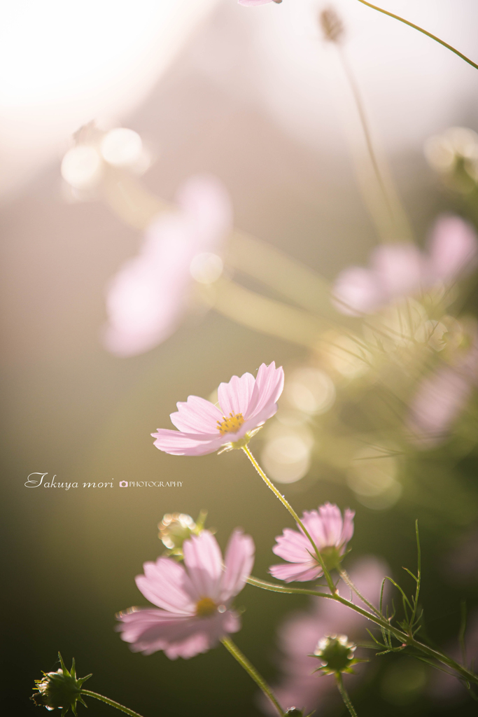 秋桜の咲く頃