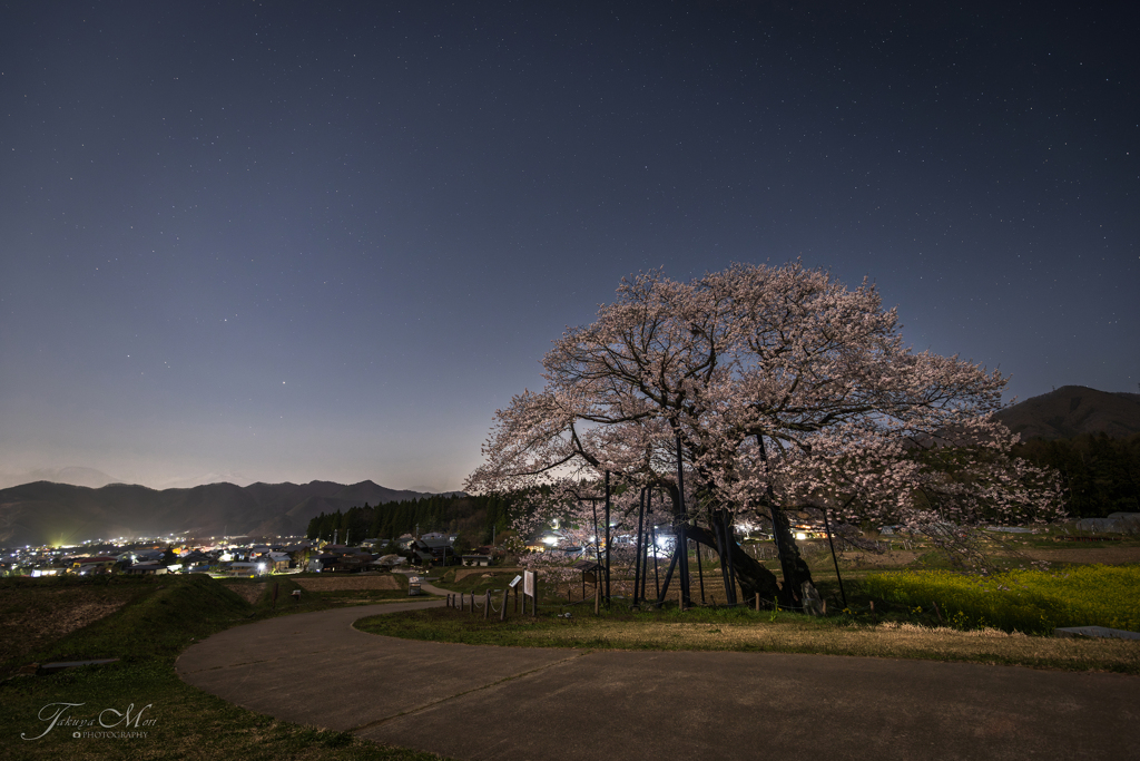 村を見守る古老の桜