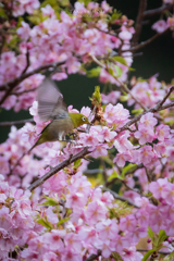 春に舞う