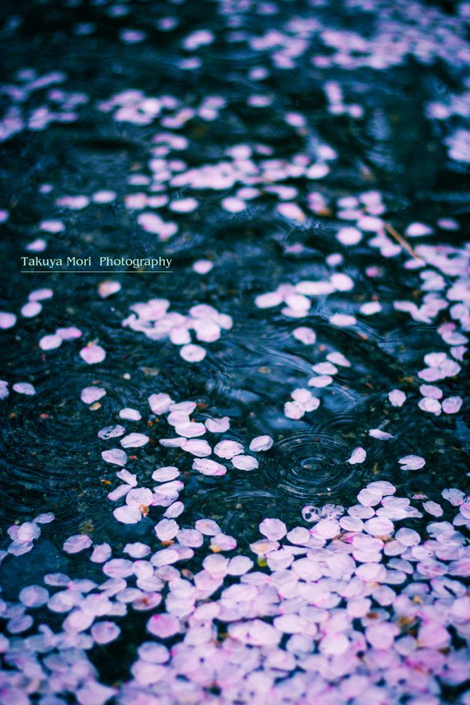 雨に桜