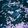 雨に桜