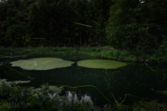 蛍の光と水鏡
