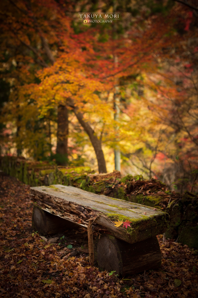 紅と黄