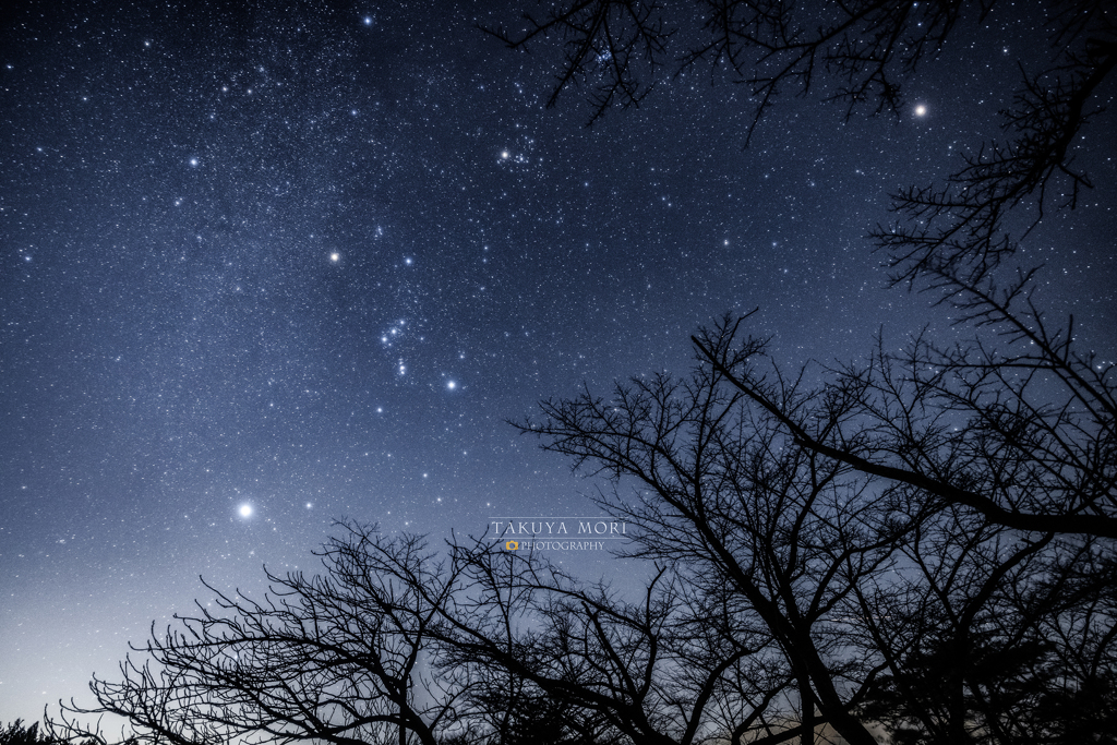 冬星夜
