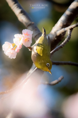 春の声