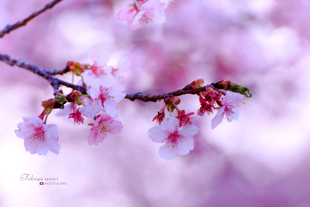 河津桜