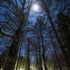 月の森