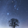星飾りのTREE