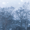 雪降る森で