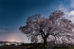 塚の夜桜
