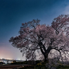 塚の夜桜