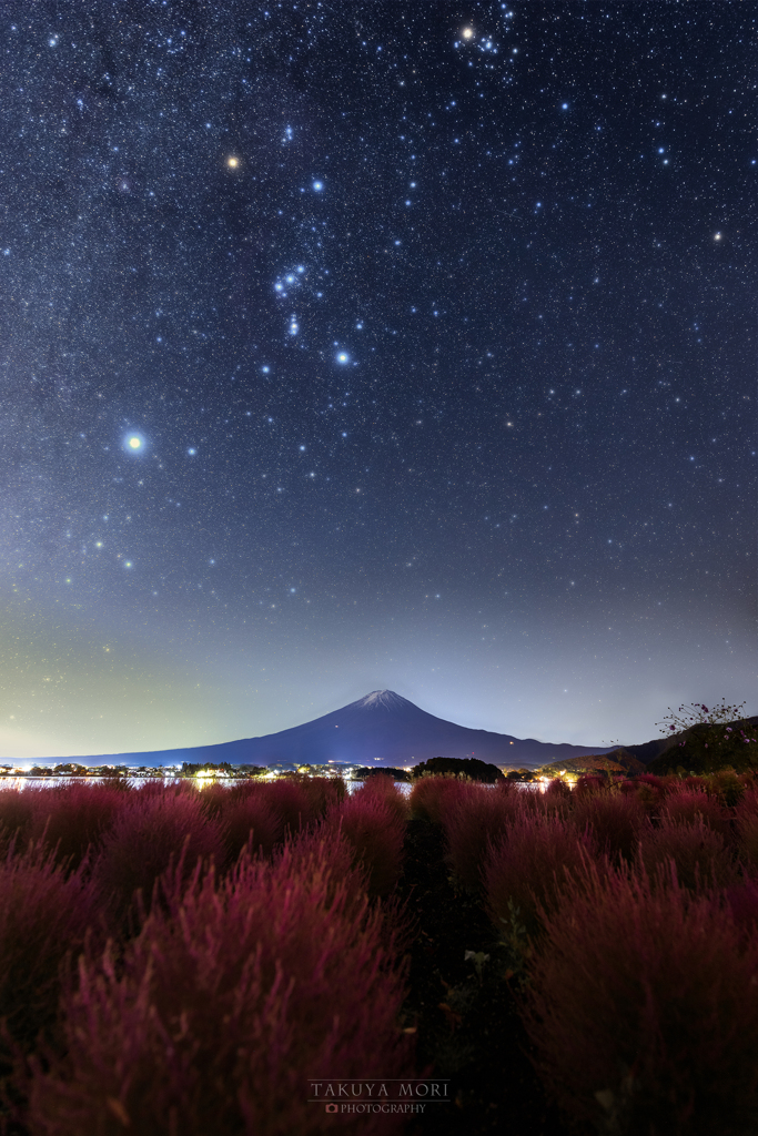 彩るコキアの星の夜