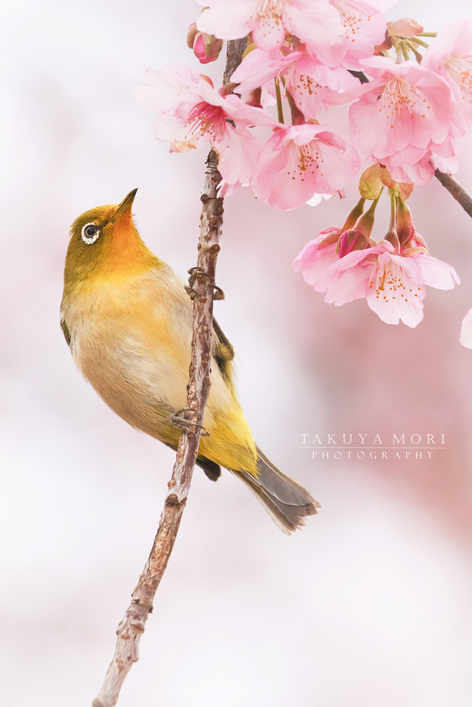 優しい春の日