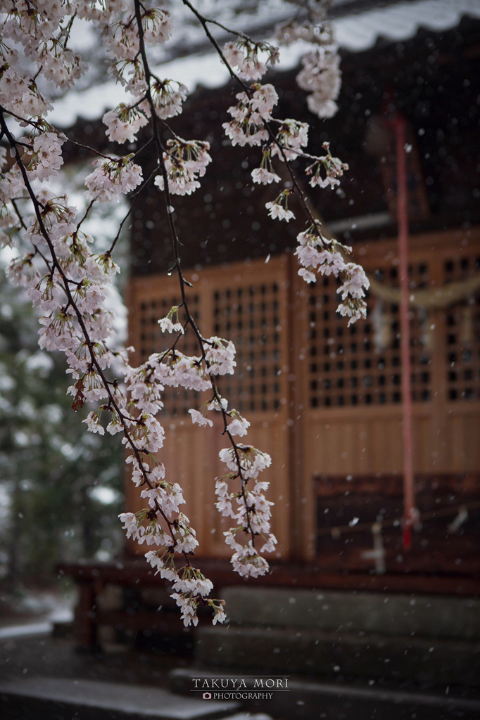 雪は散る