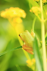 花咲く場所で