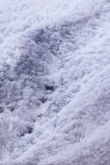 雪化粧