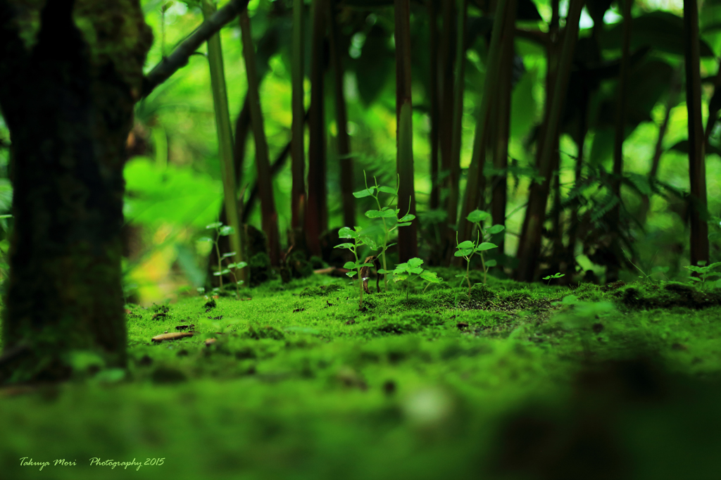 little forest