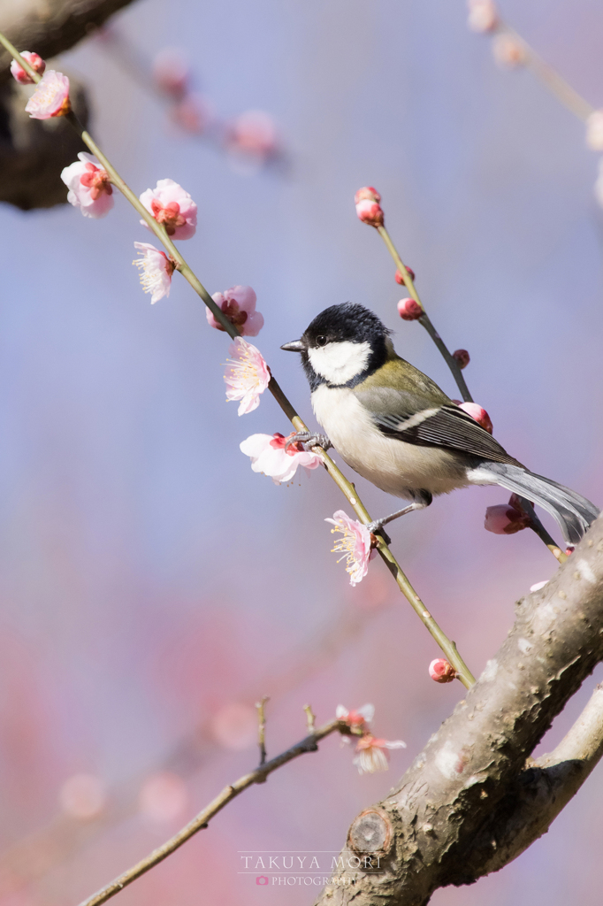 シジュウカラ