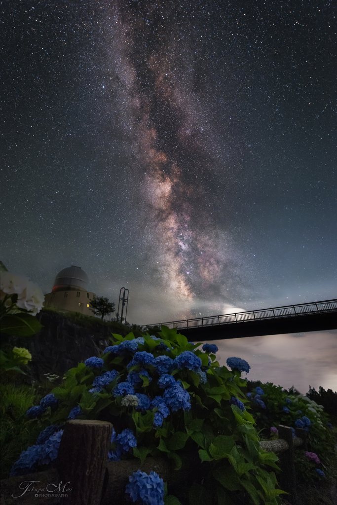 紫陽花の咲く天文台