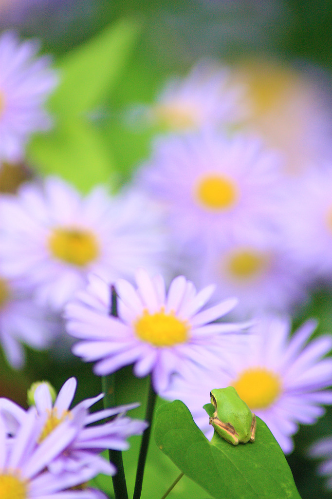 目指すは花園