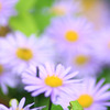目指すは花園