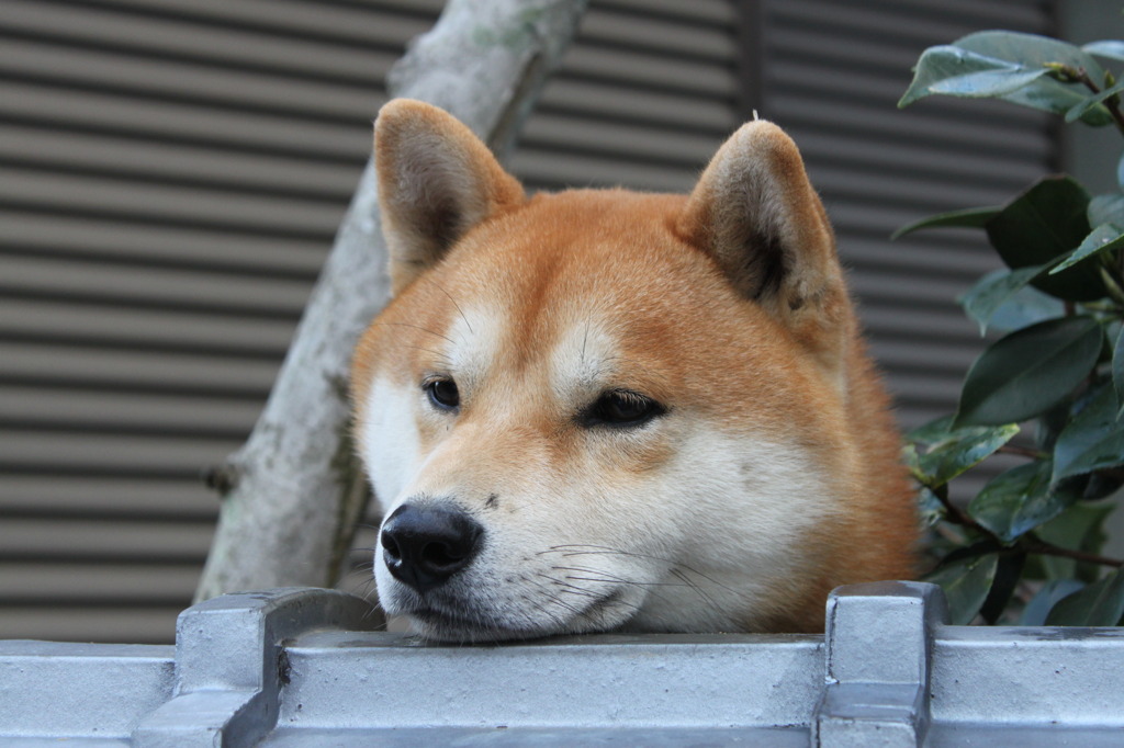 コテツ