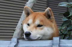 コテツ