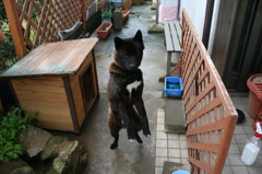 踊る甲斐犬