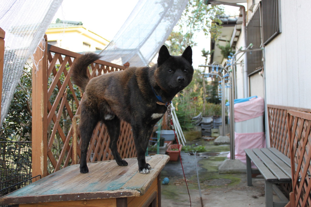 甲斐犬