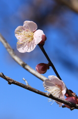 梅の花