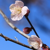 梅の花