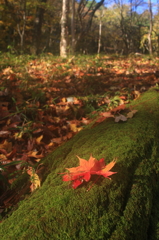 花貫渓谷の紅葉