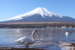 山中湖の白鳥と富士山