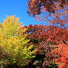 紅葉と黄葉
