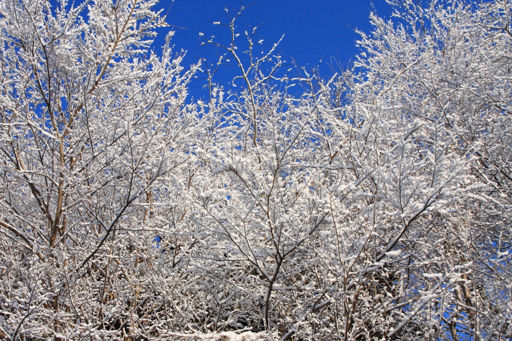雪景色