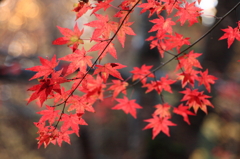 花貫渓谷の紅葉